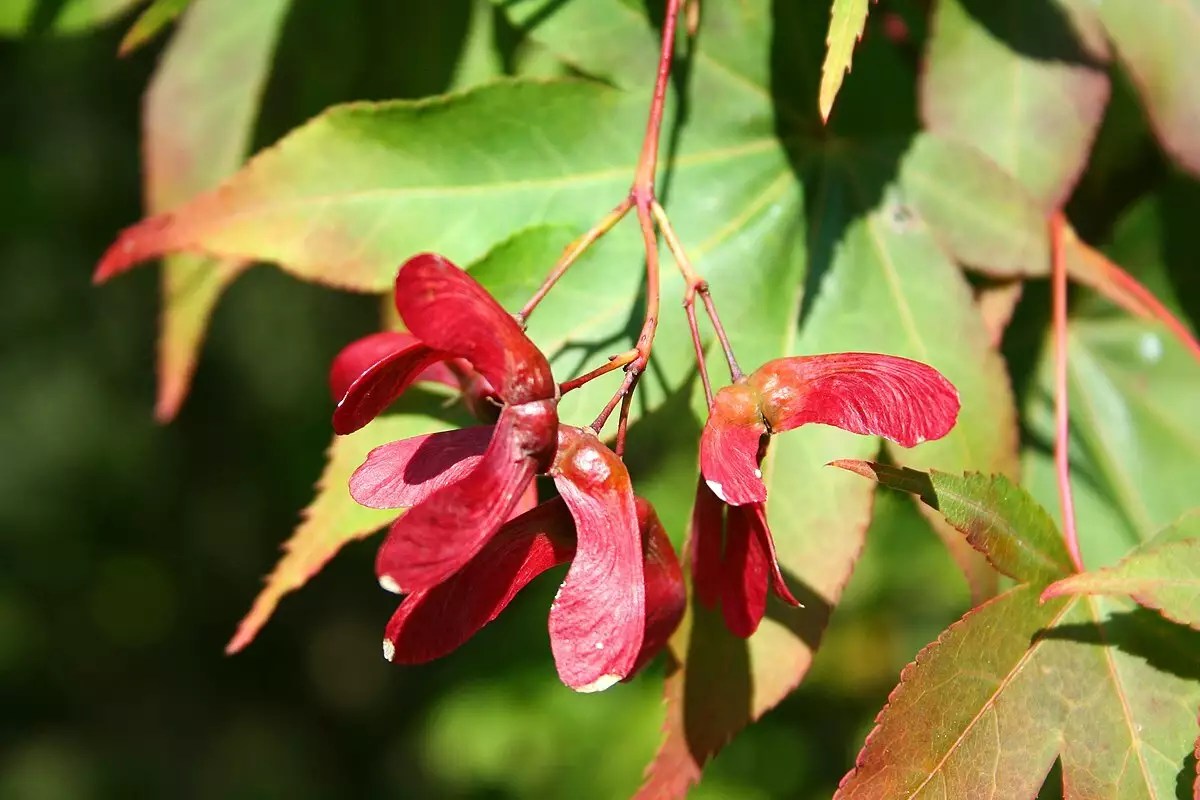 Acer palmatum ssp. amoenum 'Osakazuki' dry seed Common Bonsai
