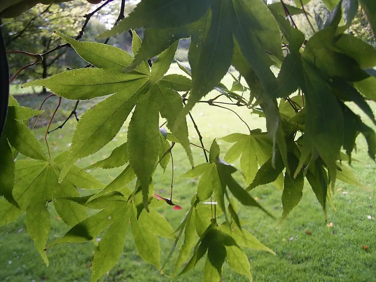 Acer palmatum ssp. amoenum 'Osakazuki' dry seed Common Bonsai