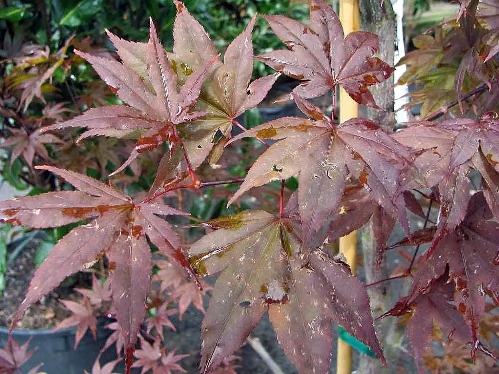 Acer palmatum ssp. matsumurae 'Emperor 1' fresh/green seed Common