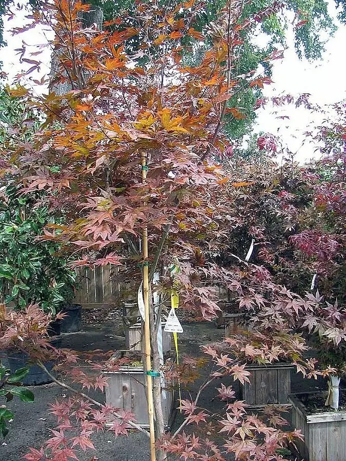 Acer palmatum ssp. matsumurae 'Emperor 1' fresh/green seed Common