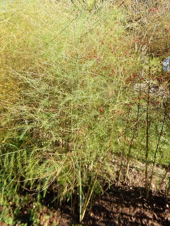 Asparagus officinalis 'Jersey Knight'  page Navigation Jersey