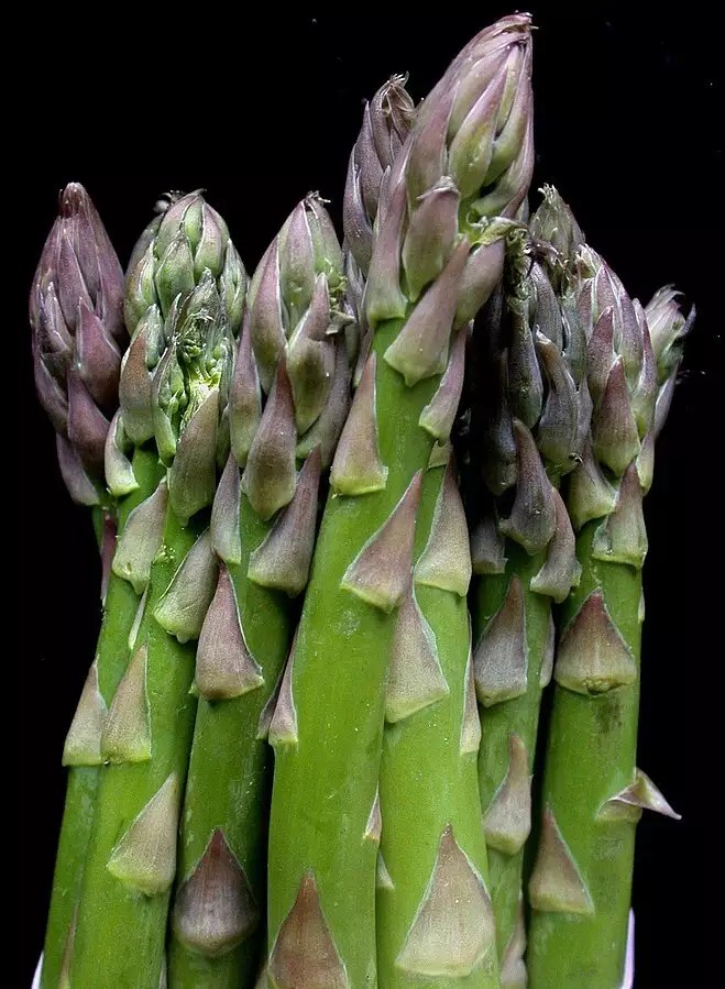 Asparagus officinalis 'Jersey Knight'  page Navigation Jersey