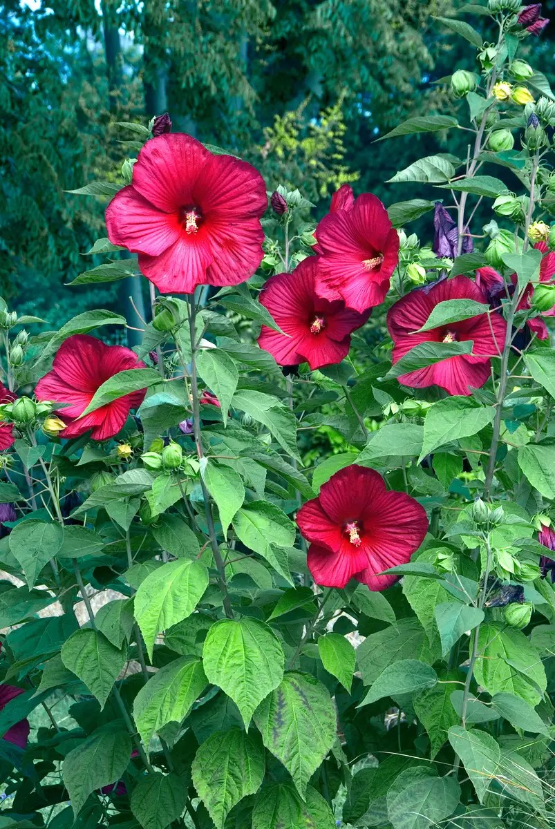 Hibiscus moscheutos var. Palustris Herbaceous Plants,Perennial