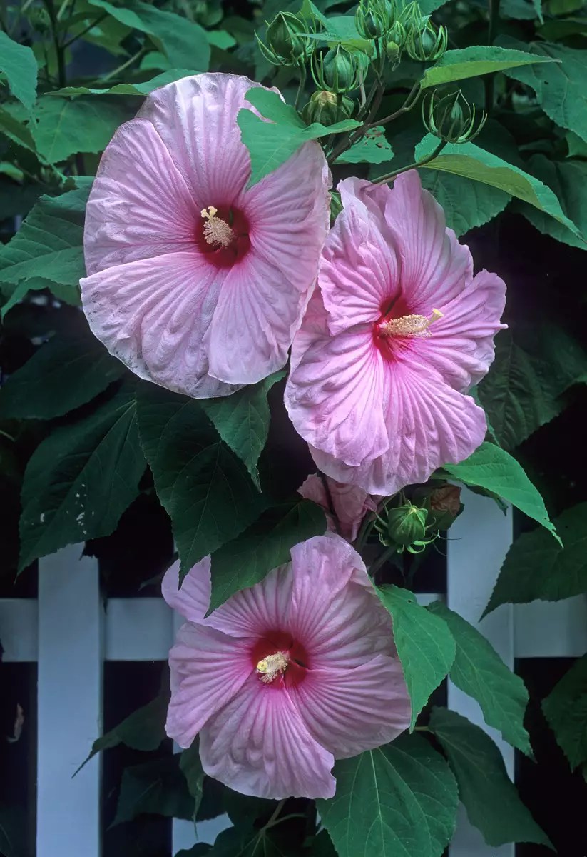 Hibiscus moscheutos var. Palustris Herbaceous Plants,Perennial
