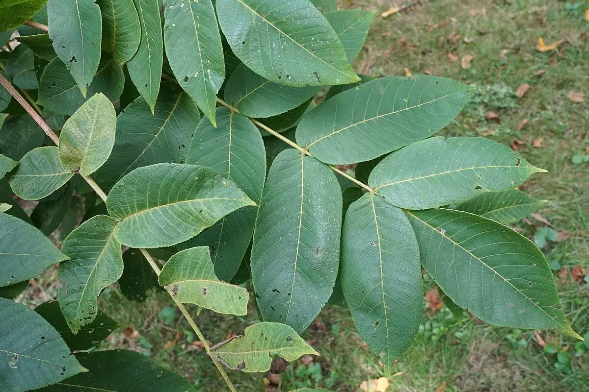 Juglans ailantifolia Edible Fruit/Nuts,Fruits Japanese Walnut