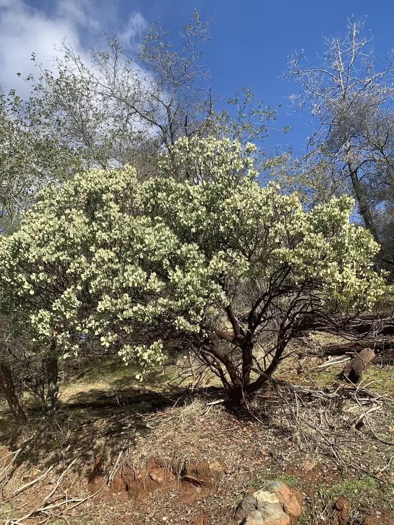 Arctostaphylos viscida Shrub Sticky Manzanita, Sticky Whiteleaf Manzanita, Whiteleaf