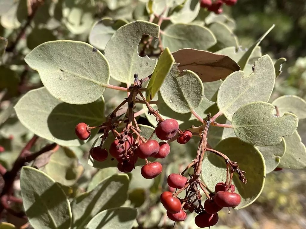 Arctostaphylos viscida Shrub Sticky Manzanita, Sticky Whiteleaf Manzanita, Whiteleaf