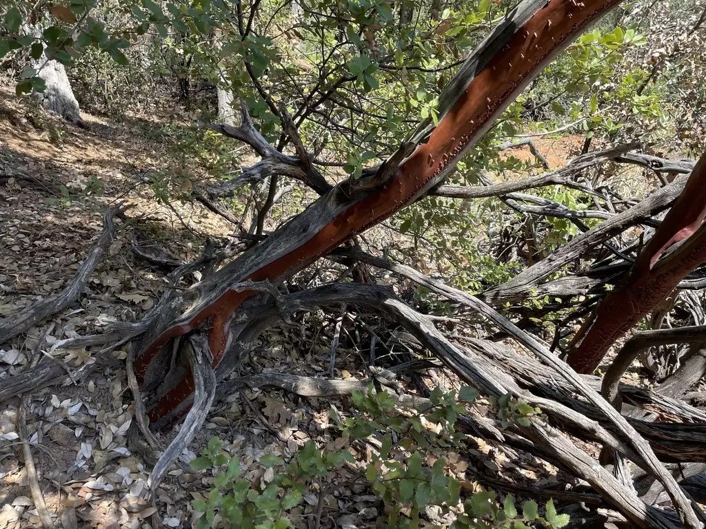 Arctostaphylos viscida Shrub Sticky Manzanita, Sticky Whiteleaf Manzanita, Whiteleaf