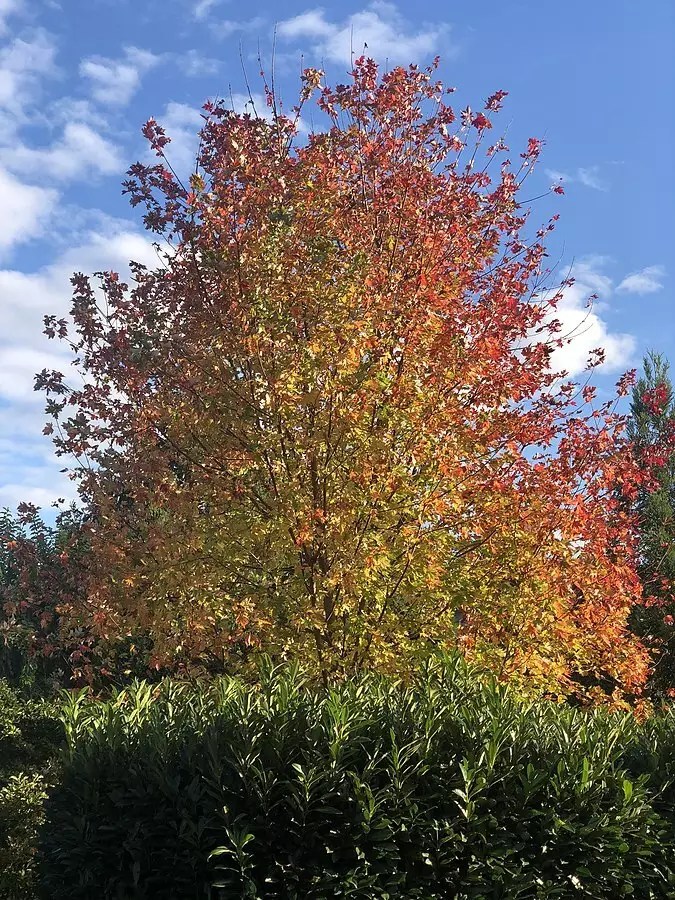 Acer x freemanii Select Varieties Deciduous,Shade Tree,Tree, page