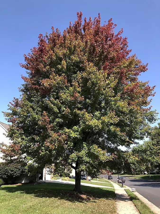Acer x freemanii Select Varieties Deciduous,Shade Tree,Tree, page