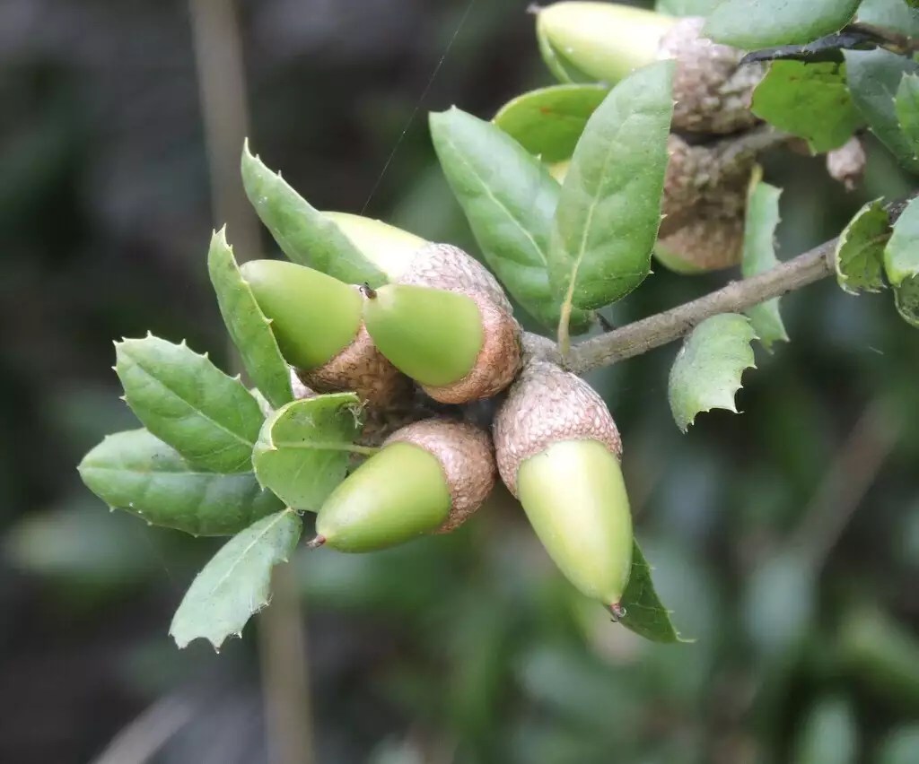 Quercus agrifolia Common Bonsai,Hardwood California Live Oak, Coast