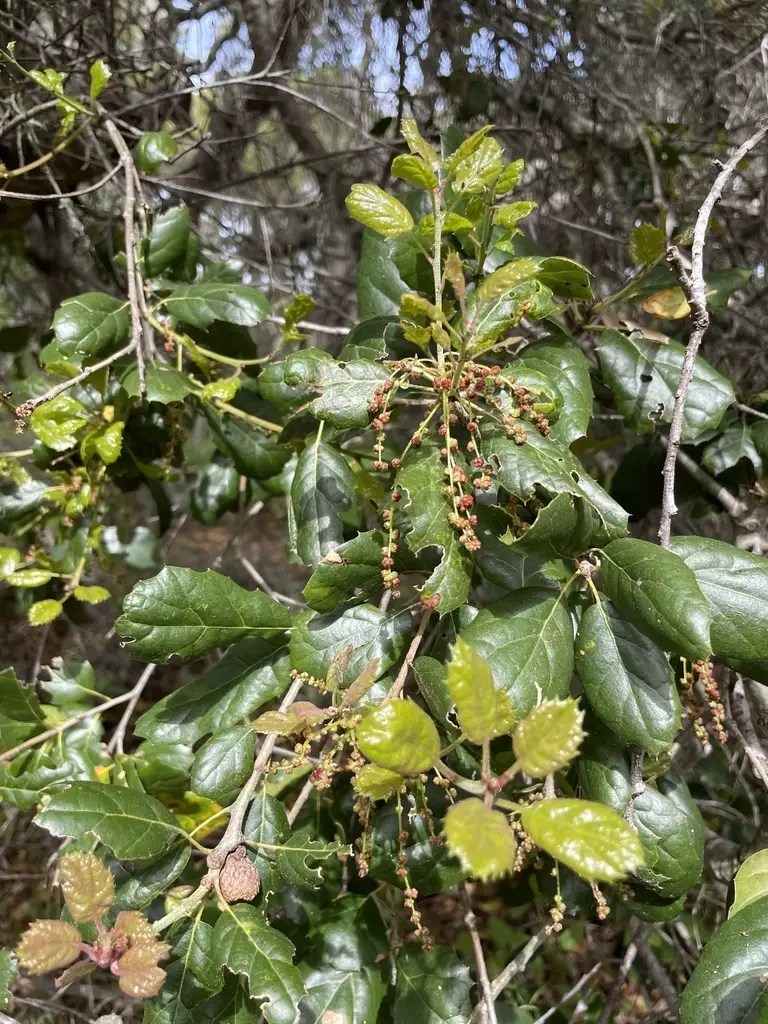 Quercus agrifolia Common Bonsai,Hardwood California Live Oak, Coast