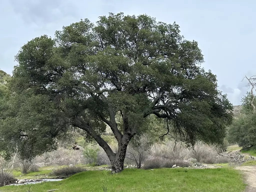 Quercus agrifolia Common Bonsai,Hardwood California Live Oak, Coast