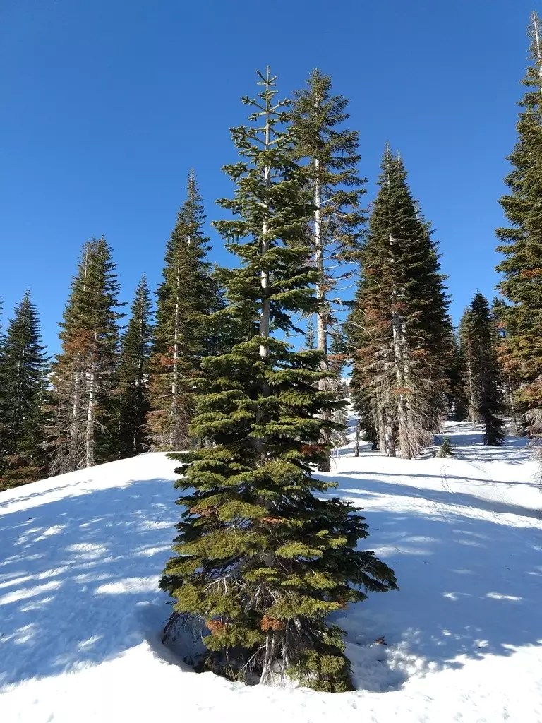 Abies magnifica Best Silver color for Christmas Trees Conifer,Tree