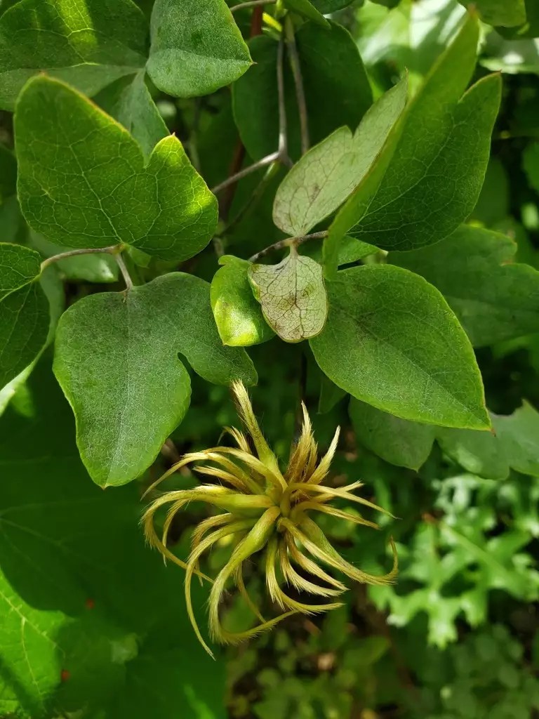 Clematis texensis Vine Scarlet Clematis, Scarlet Leather Flower