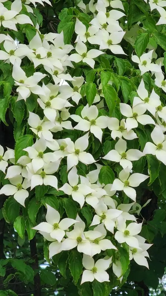 Cornus kousa Common Bonsai,Deciduous,Flowering Tree,Ornamental Fruit
