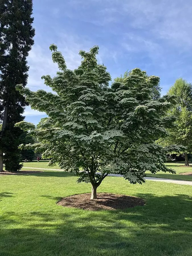 Cornus kousa Common Bonsai,Deciduous,Flowering Tree,Ornamental Fruit