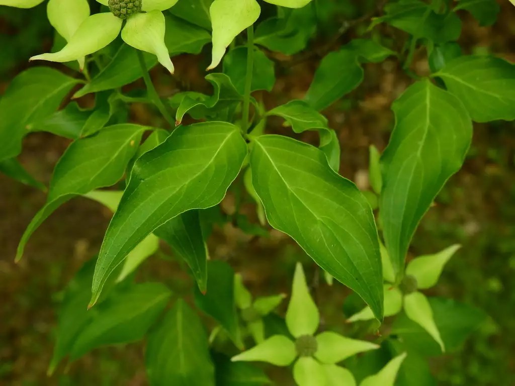 Cornus kousa Common Bonsai,Deciduous,Flowering Tree,Ornamental Fruit