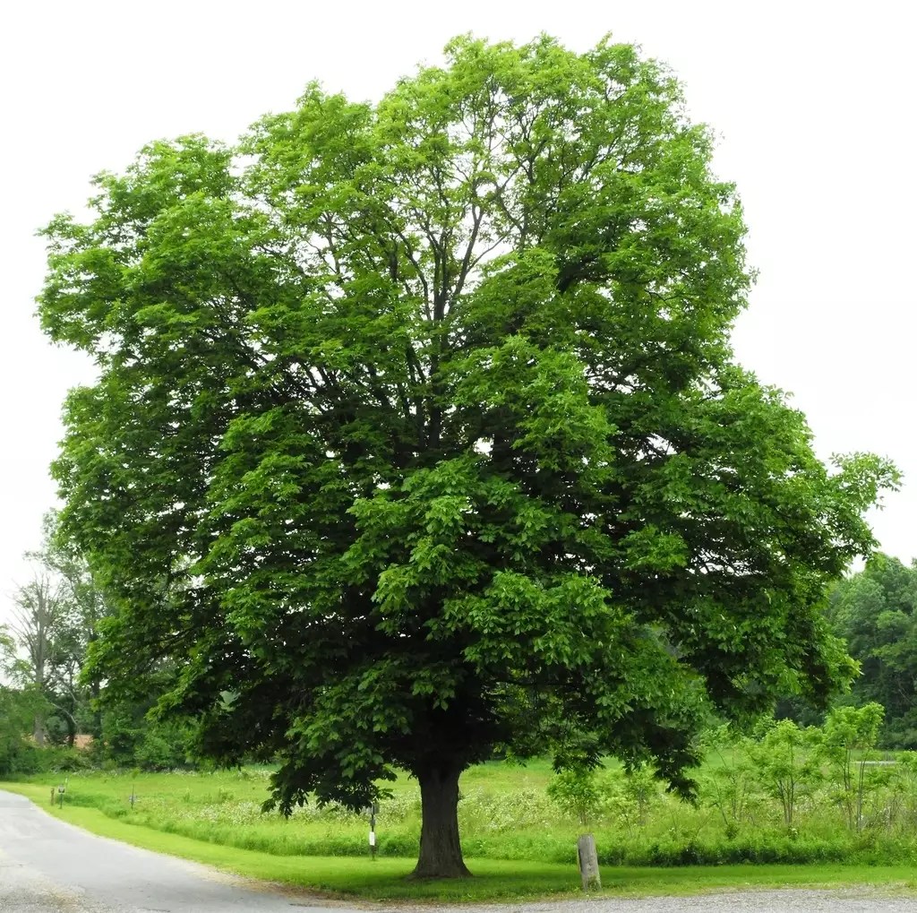Carya laciniosa Hardwood Big Shellbark, Bigleaf Shagbark Hickory