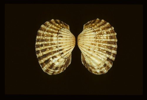 Tegillarca granosa (Malaysian cockle) (Anadara granosa)