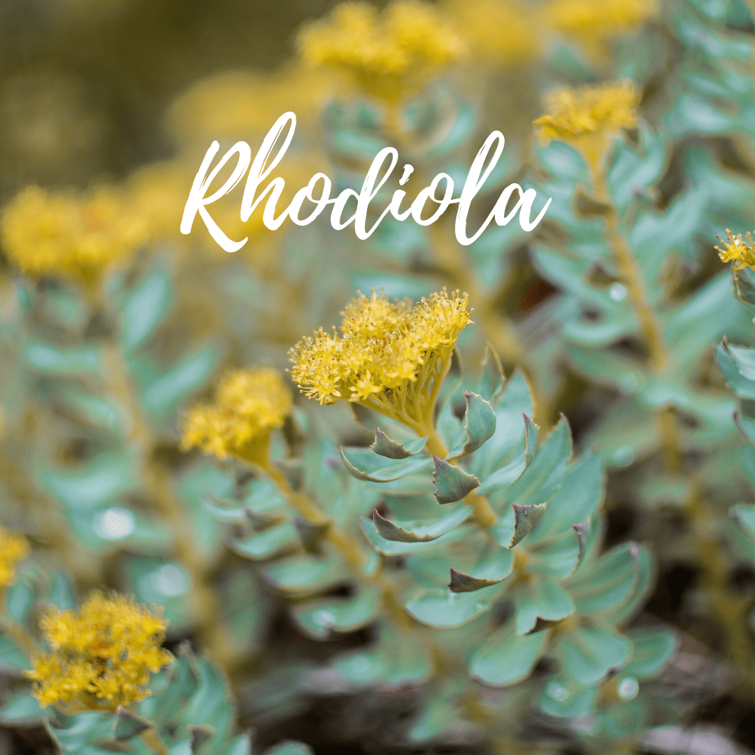 Rhodiola herbal support for anxiety & depression Shelley Swapp