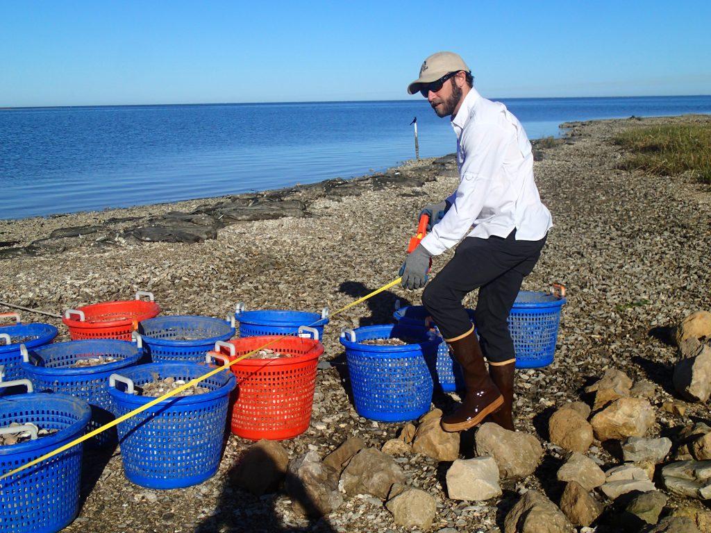 Restoration of oyster reefs to enhance Oystercatcher habitat in Cedar