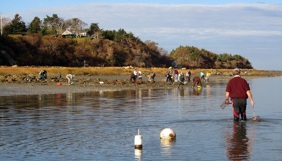 Oyster Season Opening 2014 Barnstable Association for Recreational
