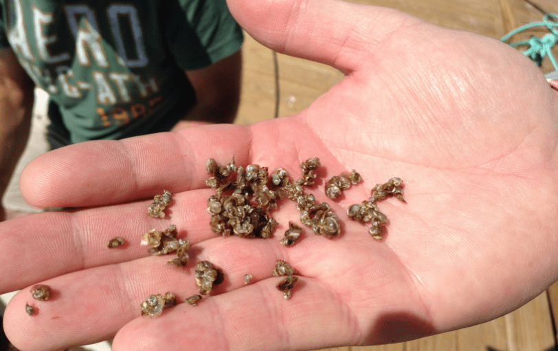 Bideford Shellfish Hatchery Oyster Seed PEI Oyster Seed