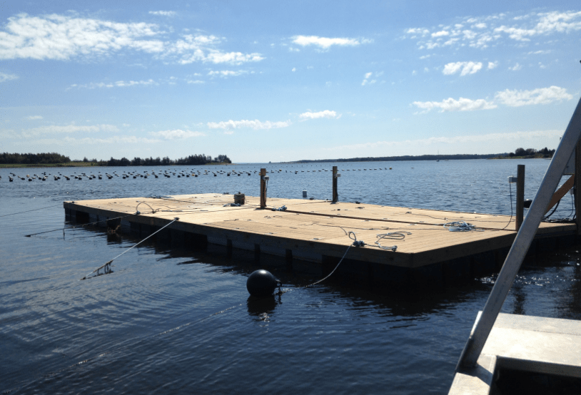 Bideford Shellfish Hatchery Oyster Seed PEI Oyster Seed