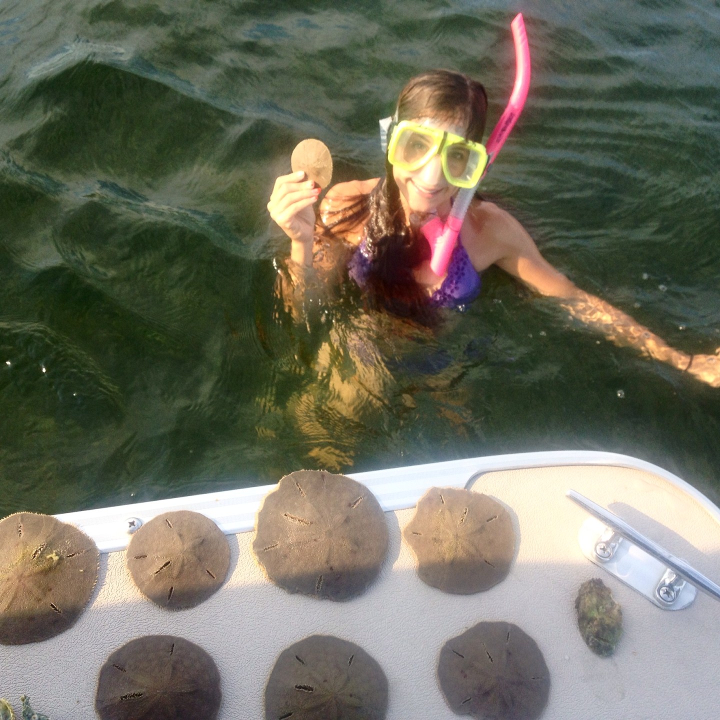 Blue Dolphin Snorkeling Tours Shell Island Tours