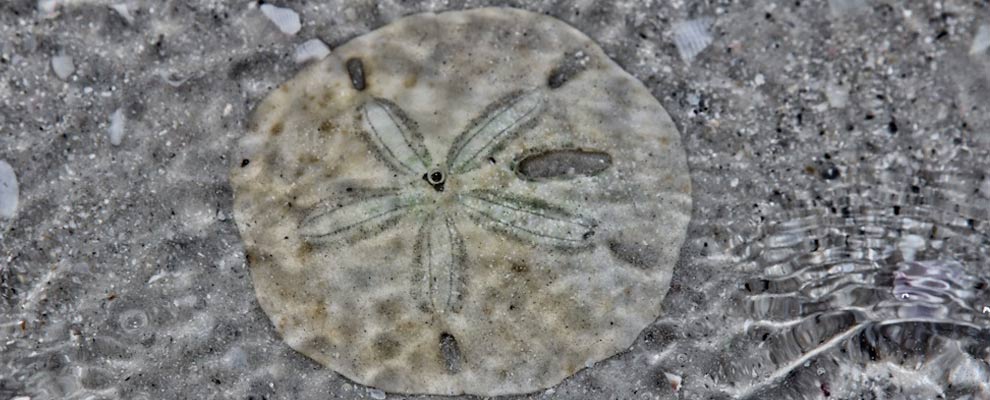Shell Key Sand Dollar