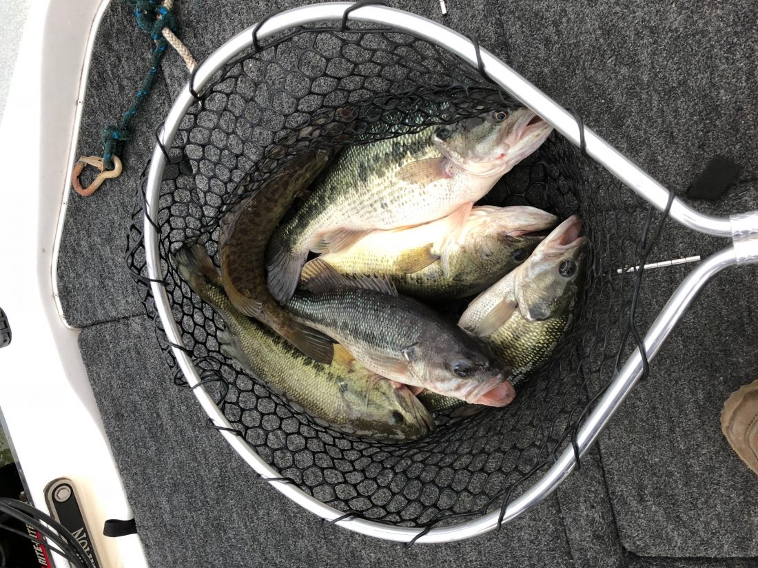 Fishing Trips Shell Knob Outfitters