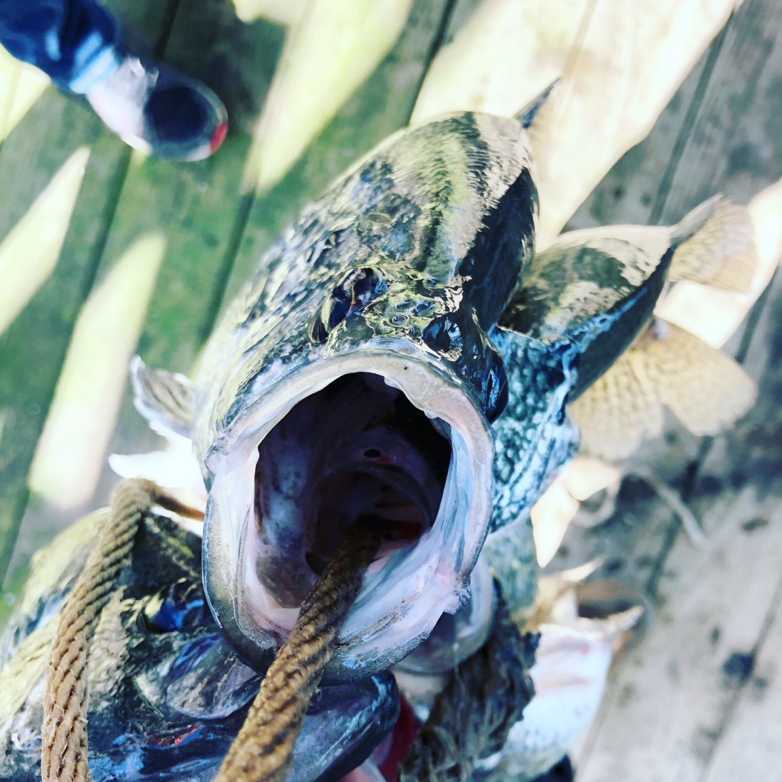 Fishing Trips Shell Knob Outfitters