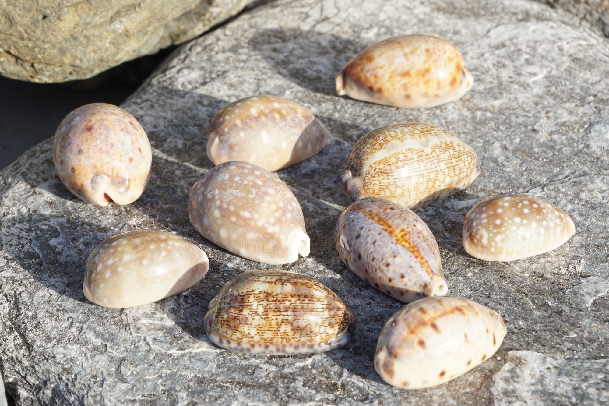 Cowrie Shells For Sale Cowrie Shells Wholesale