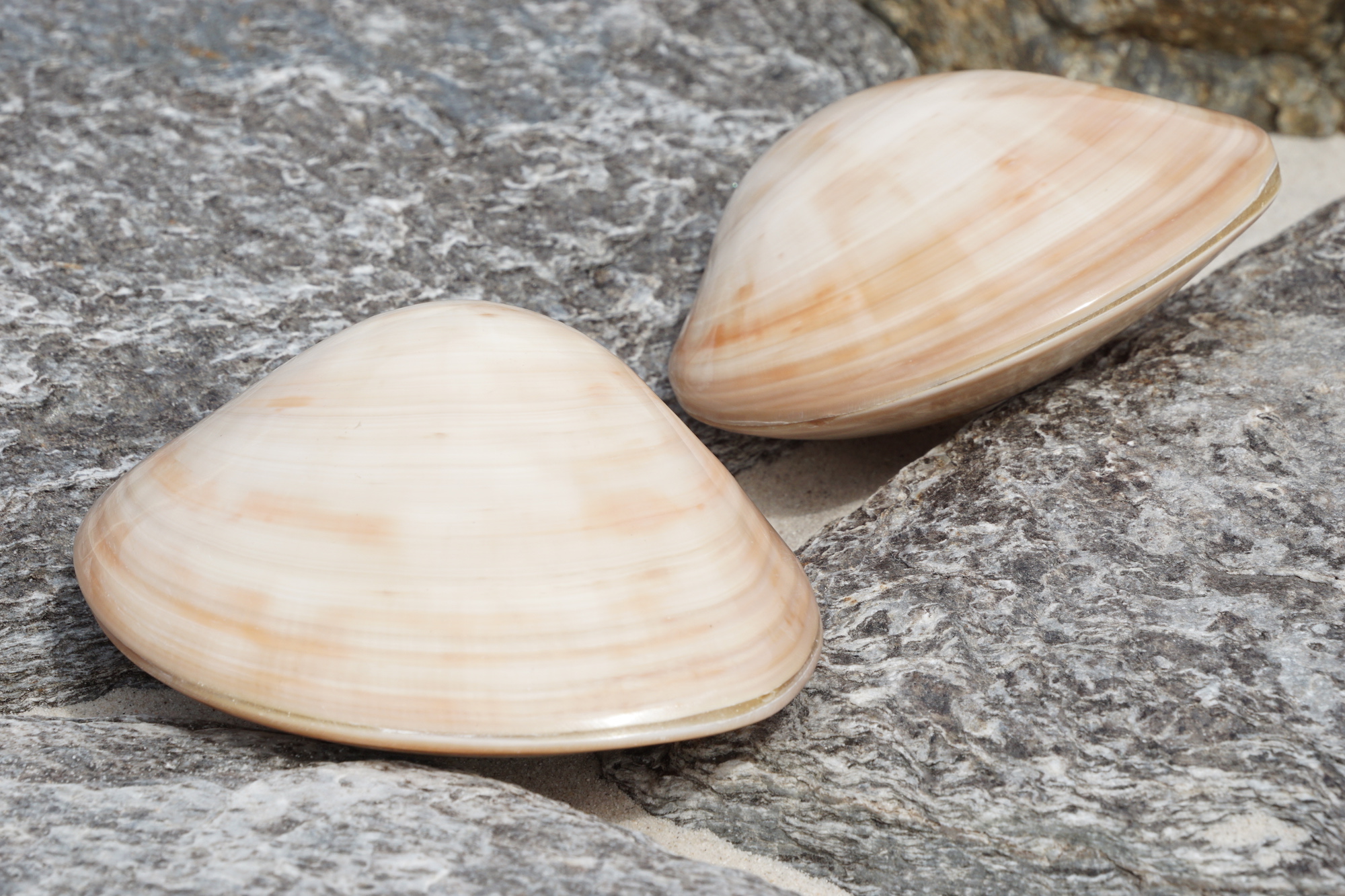 Chocolate Clam Pair Polished Buy Shells Online Shell Paradise