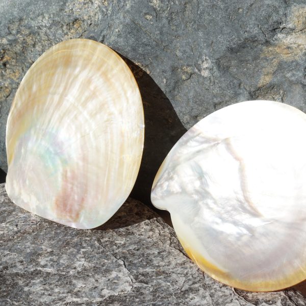 Large Seashells for Sale Buy Hermit Crab Shells for Sale Online