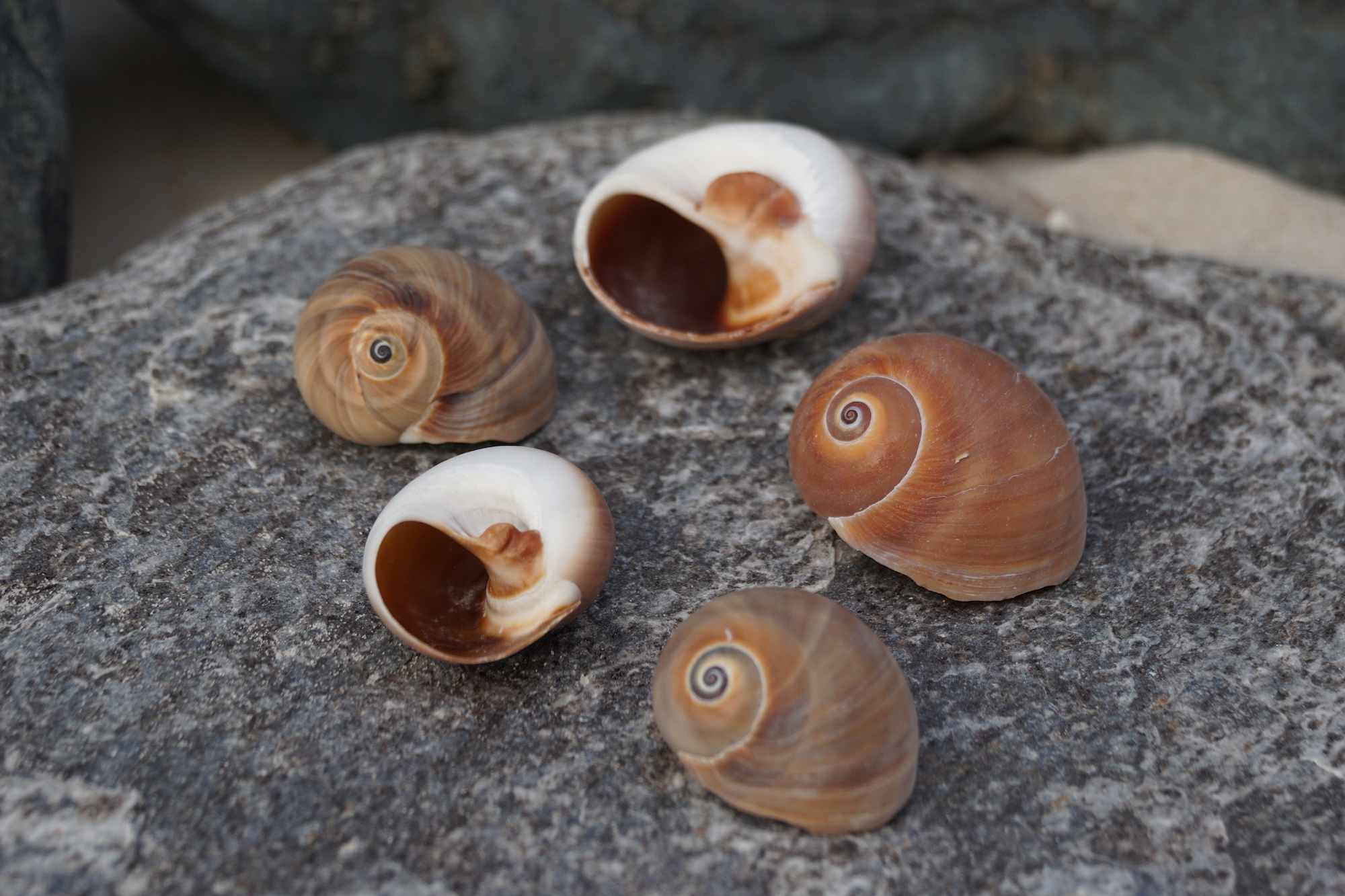 Moon Snail Shell 10 Piece Buy Shells Online Shell Paradise