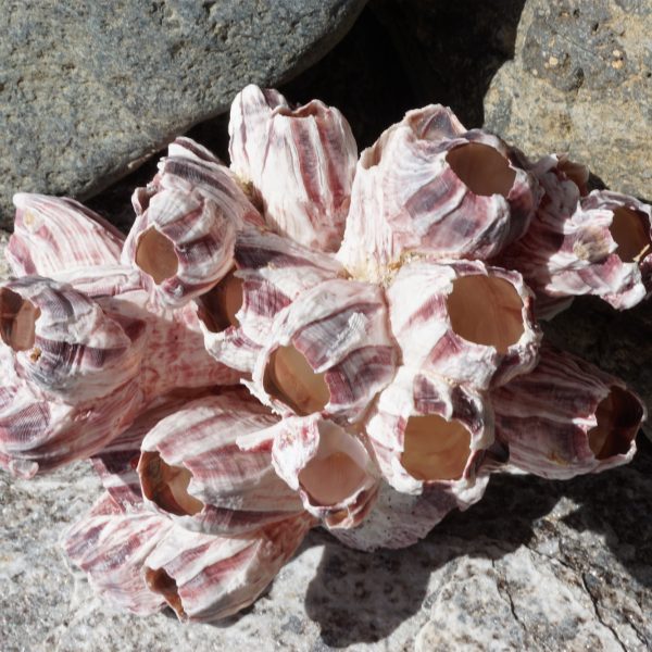 Large Seashells for Sale Buy Hermit Crab Shells for Sale Online