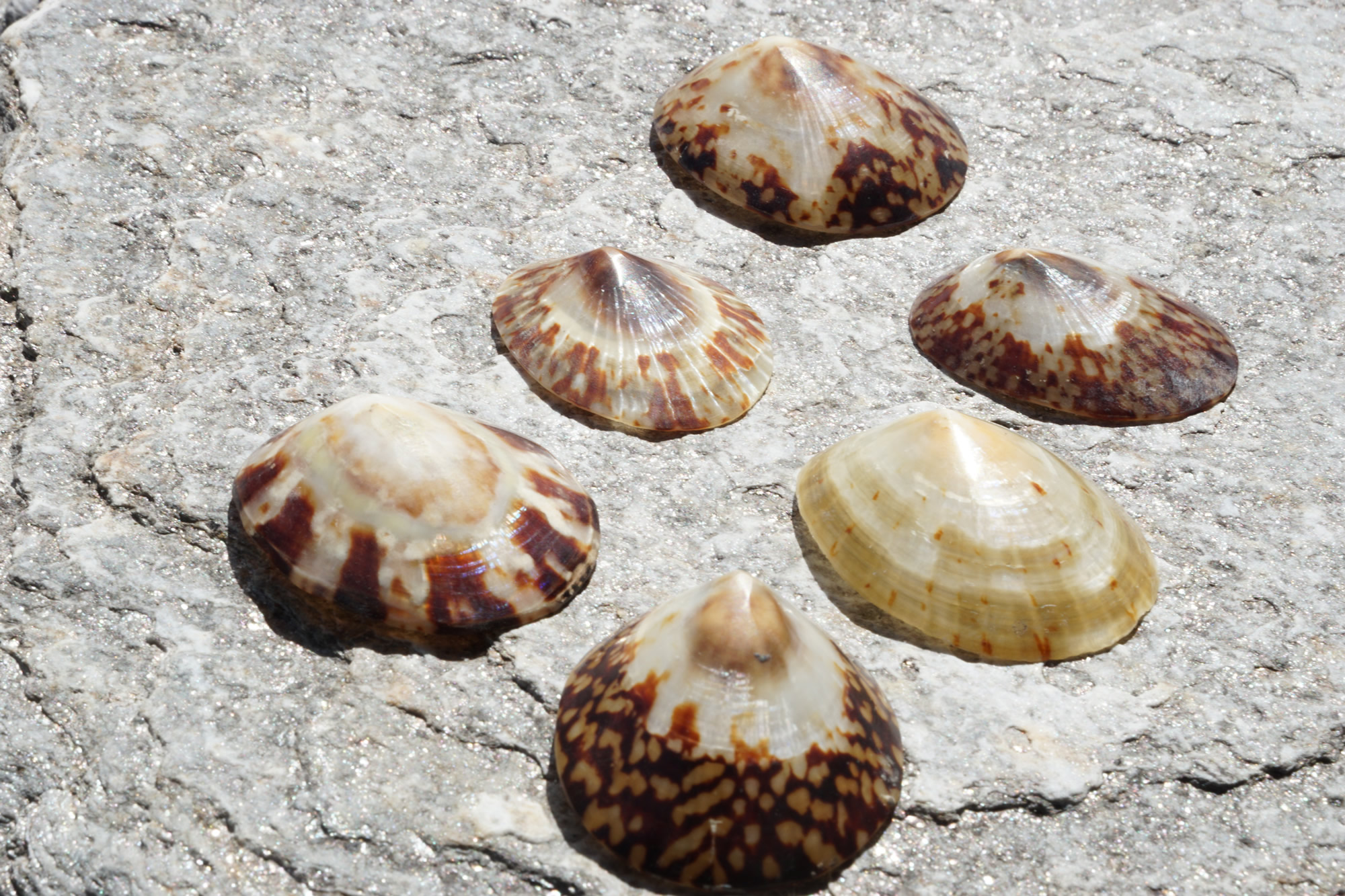 Large Seashells for Sale Buy Hermit Crab Shells for Sale Online