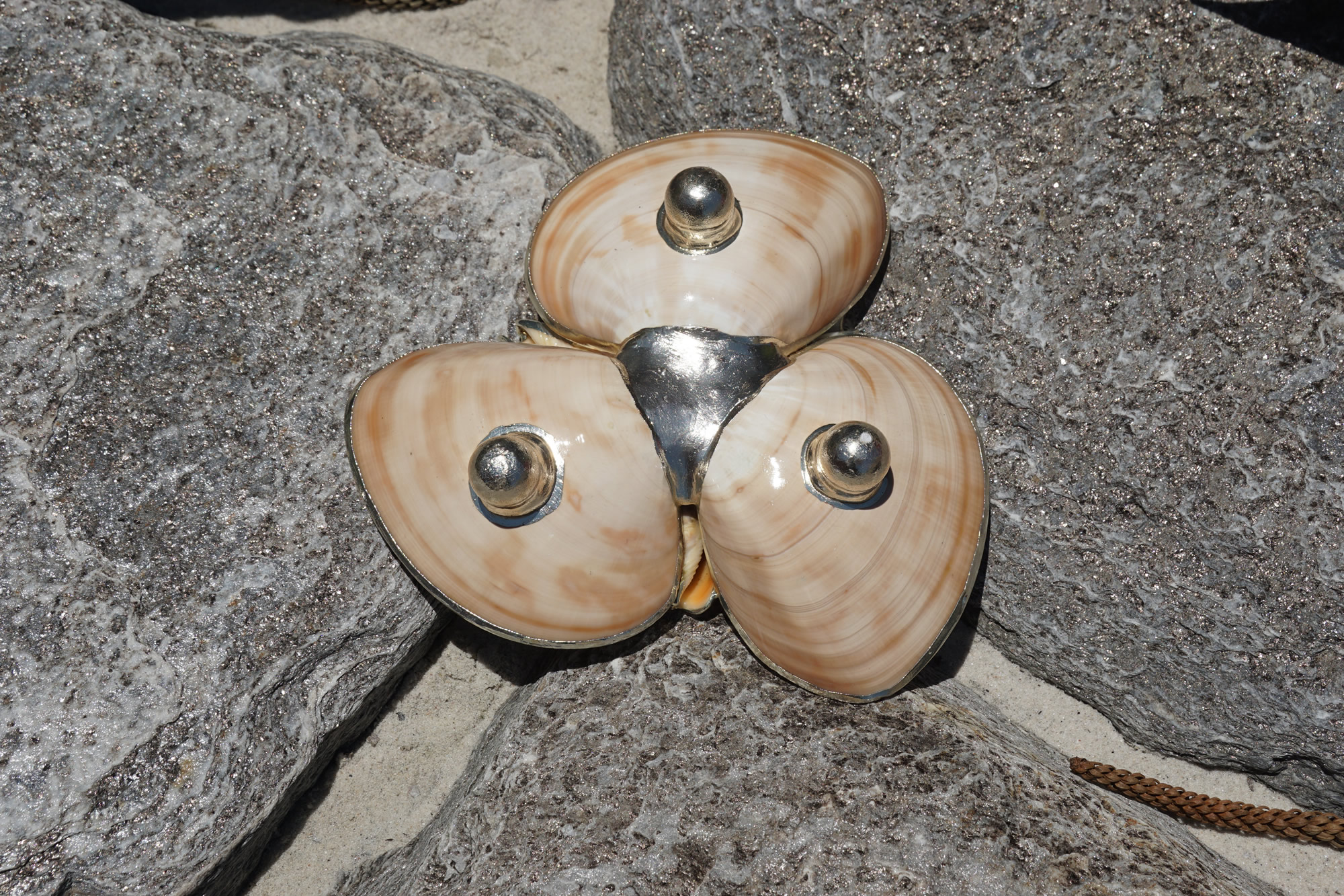 Chocolate Clam Trio with Silver Trim Buy Shells Online Shell Paradise