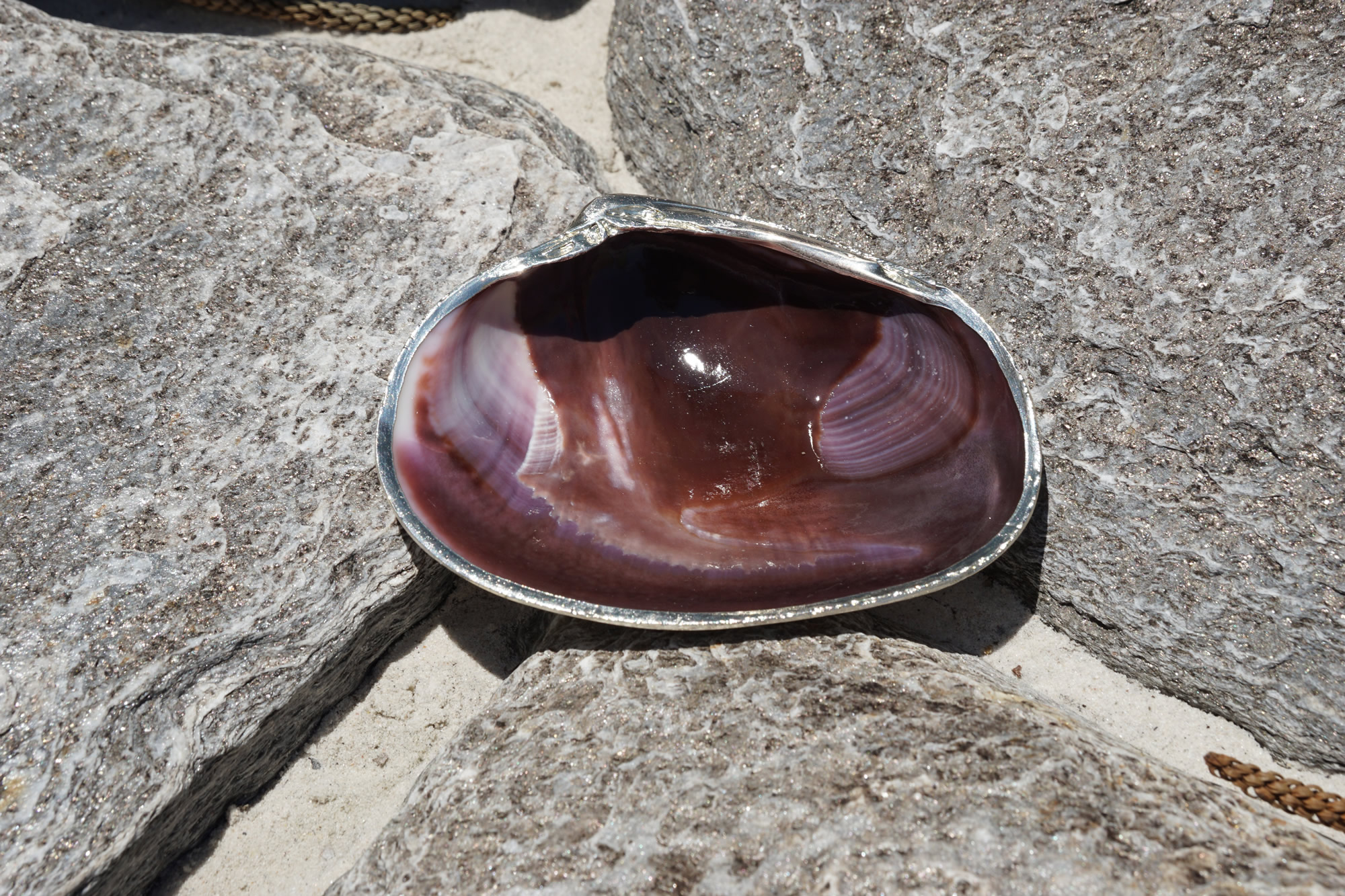 Large Seashells for Sale Buy Hermit Crab Shells for Sale Online