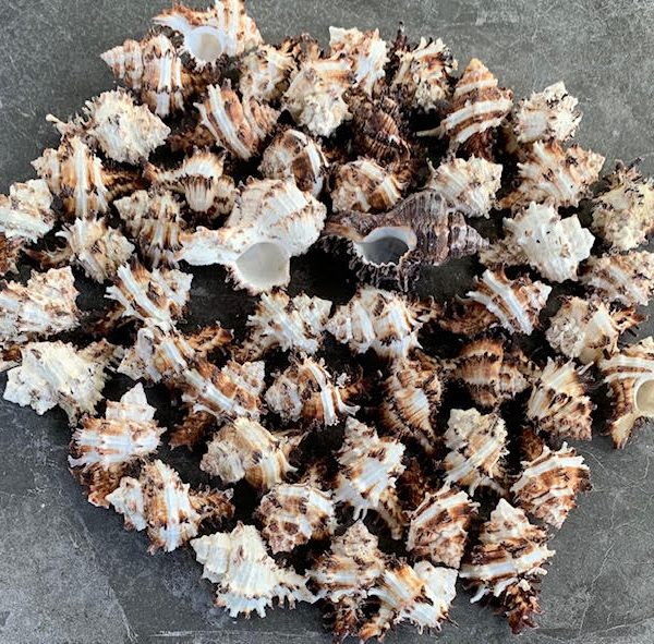 Bulk Shells, Hermit Crab, Nauticas Shells Wholesale Online