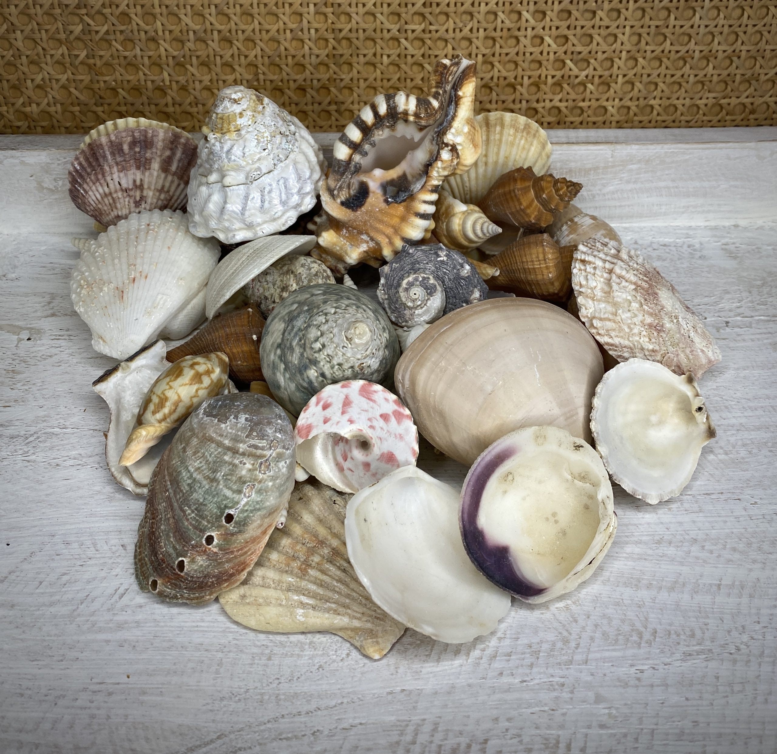 Mixed Extra Large Shells Buy Shells Online Shell Paradise