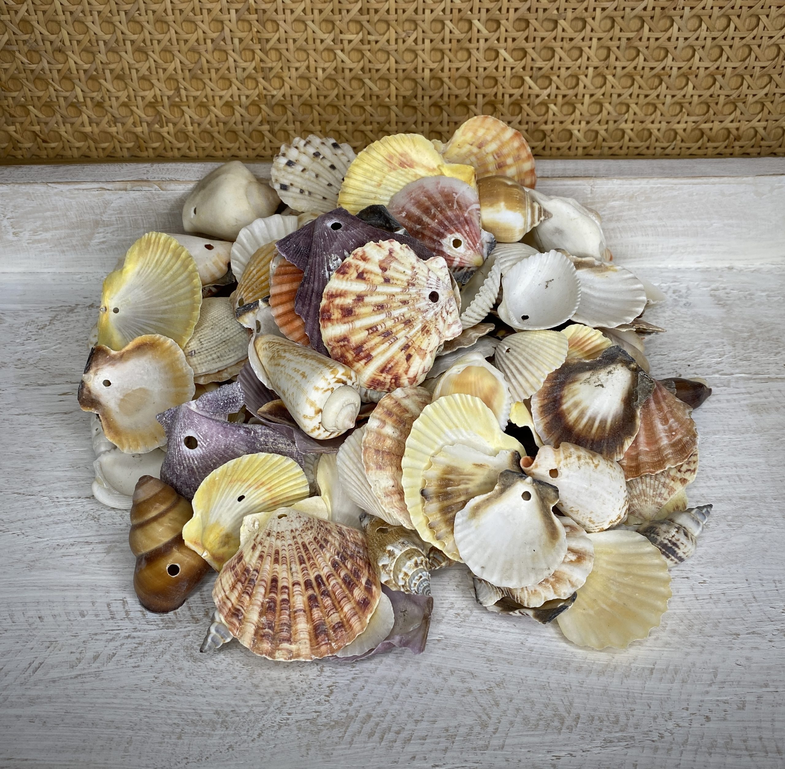 Mixed Medium Shells with hole drilled Buy Shells Online Shell Paradise