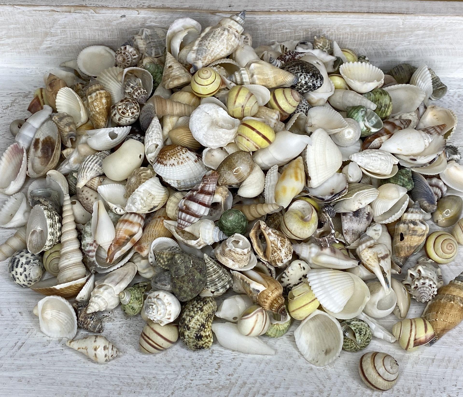 Extra Small Shell mix 1kg Buy Shells Online Shell Paradise