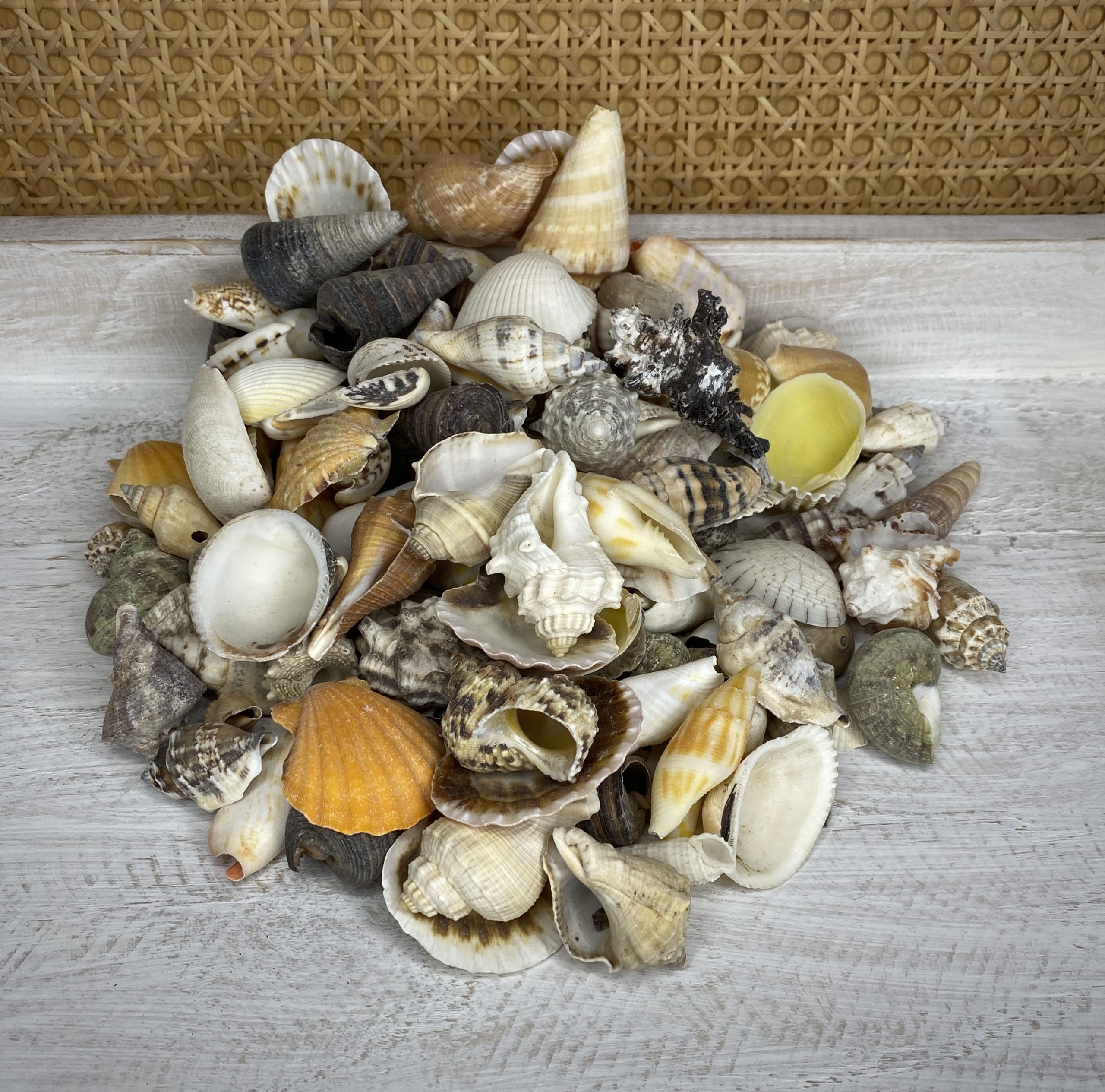 Mixed Small Shell Buy Shells Online Shell Paradise