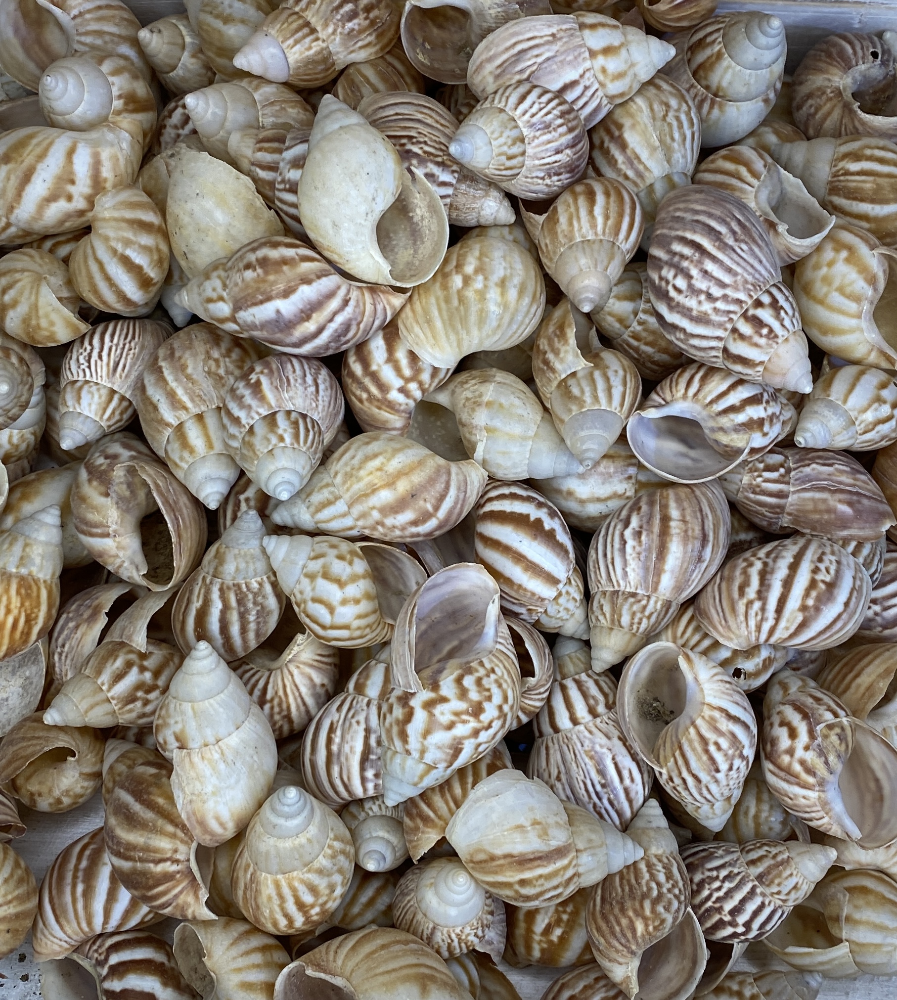 Japanese Land Snail Buy Shells Online Shell Paradise