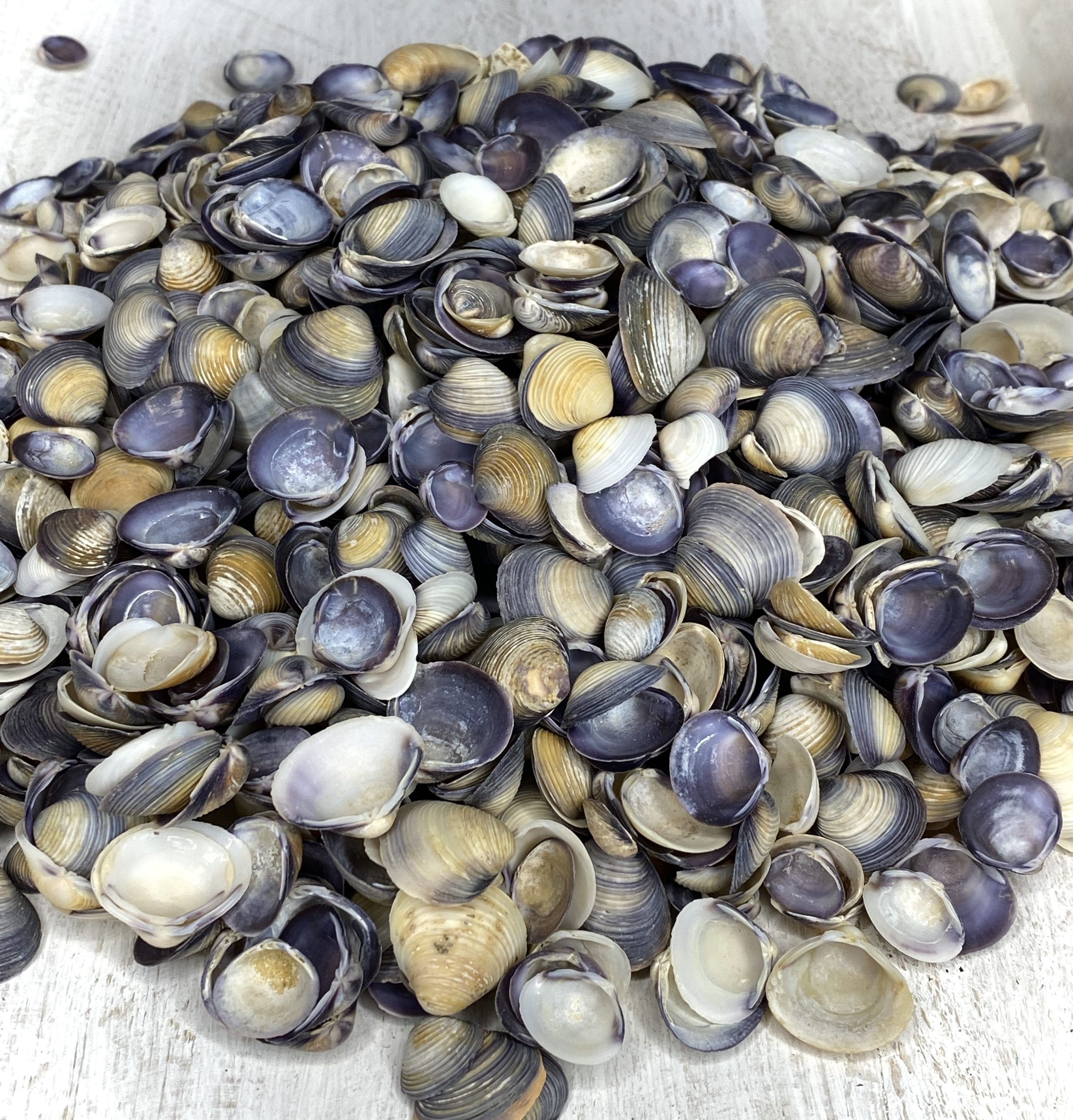 Purple Baby clam (violet caycay) 1kg Buy Shells Online Shell Paradise