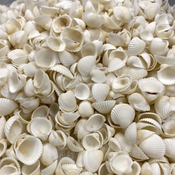 White Shells Buy Shells Online Shell Paradise