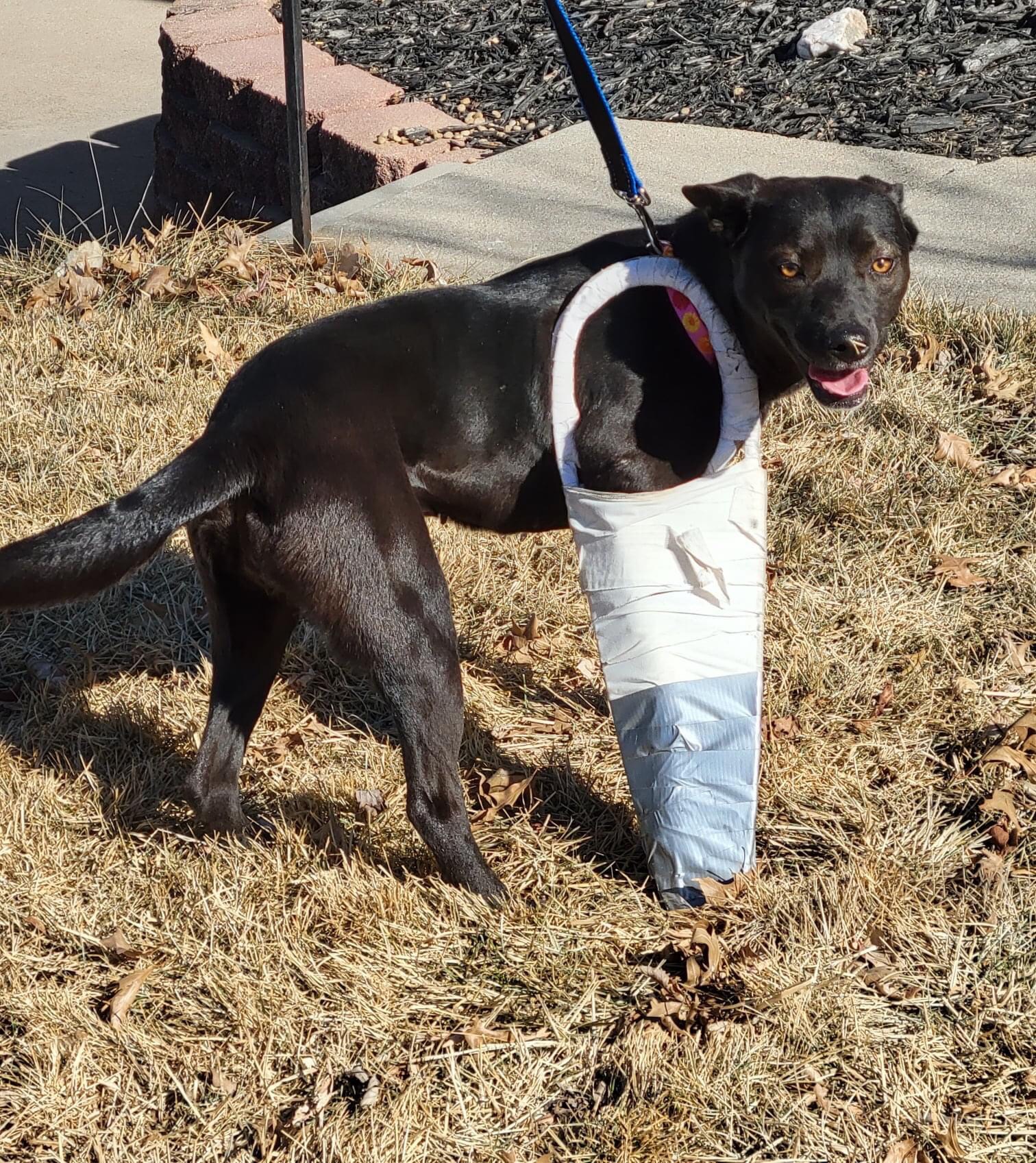 Foster Dog updates Suzy Sells Sea Shells